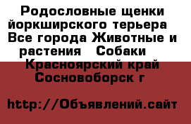 Родословные щенки йоркширского терьера - Все города Животные и растения » Собаки   . Красноярский край,Сосновоборск г.